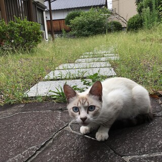 シャム系、サバ系 オス  1歳 男前