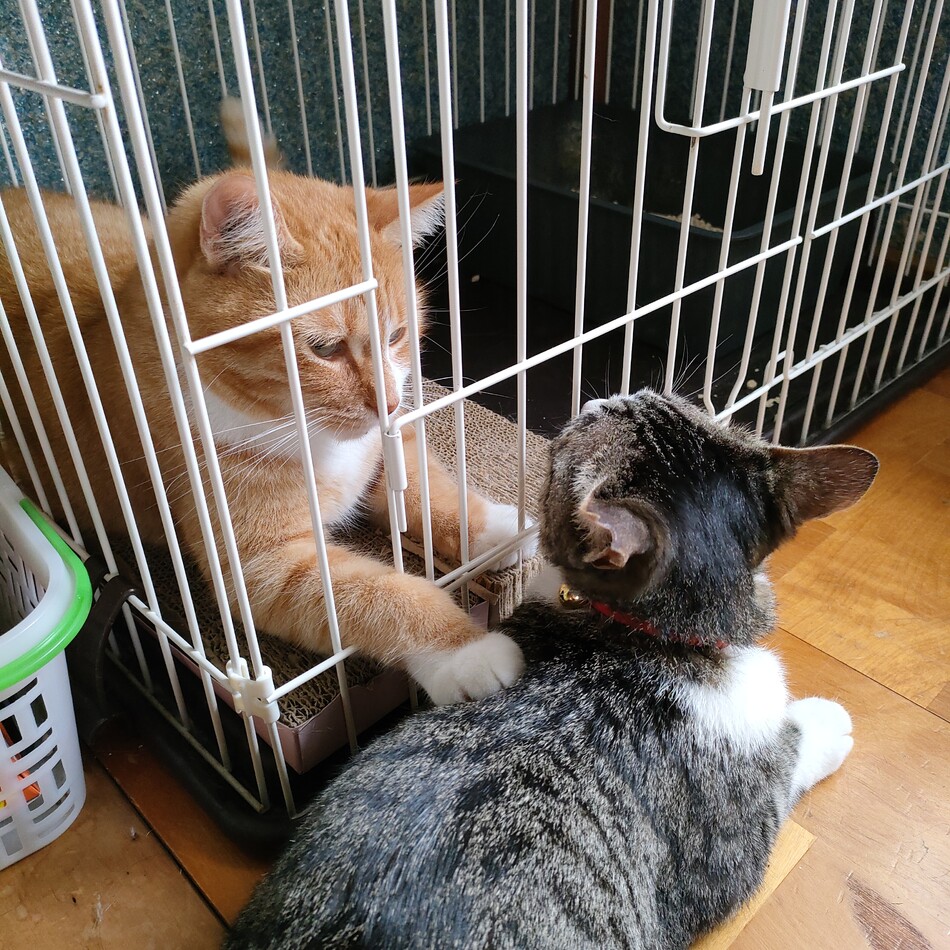 つむぎのカバー写真