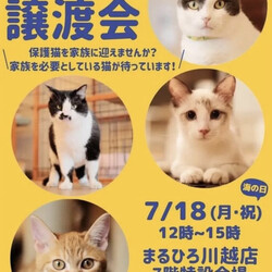 保護猫譲渡会