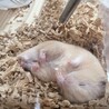 ちょっこり