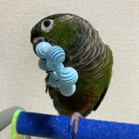 すだち