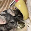 チンチラ家族の里親募集