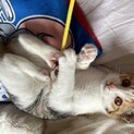 好奇心旺盛 三毛猫の女の子 生後2ヶ月！