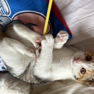 好奇心旺盛 三毛猫の女の子 生後2ヶ月！