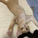 カラスに狙われていた子猫を5匹保護しました