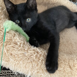 【急募】腕枕が好きな甘えん坊の黒猫くん！