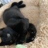 【急募】腕枕が好きな甘えん坊の黒猫くん！ サムネイル2