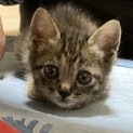 可愛いキジトラの子猫＊女の子＊