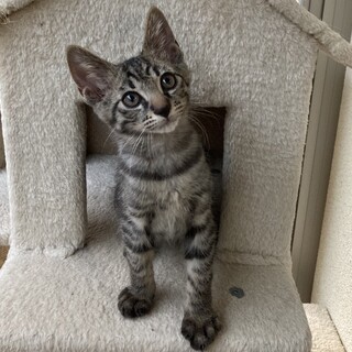 甘々甘えん坊なキジトラくん⭐︎