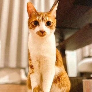 【ピータ】白い口元がカワイイ、茶白の男の子