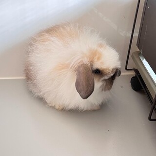 純血ファジーホーランド