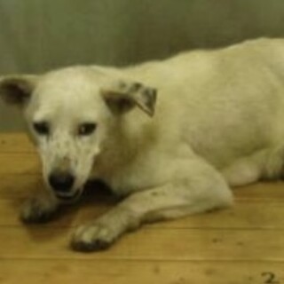 白い成犬の女の子です　防府市保護犬