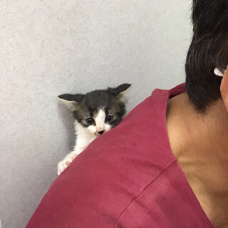 キジシロ2匹 長毛かな？