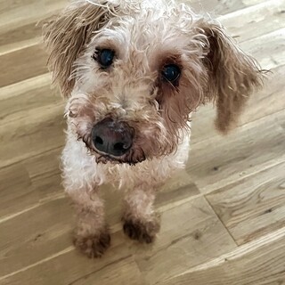 シュナプーの男の子　10歳