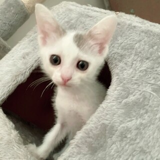 おっとり甘えん坊の【ふくまるくん】