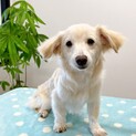 【子犬】とっても賢いダックス×マルチーズ 男の子♪