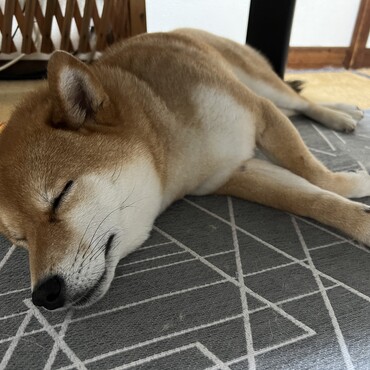 の写真