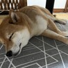 の写真
