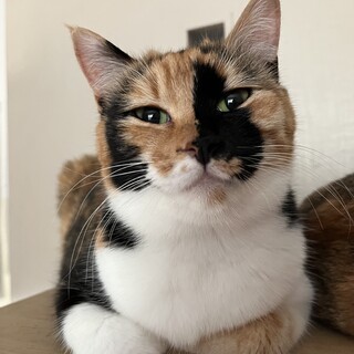 控えめに甘えるところがたまらなく愛しいまるちゃん