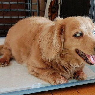 人が大好き！ウェンディ