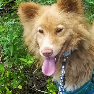 おとなしいデュオくん