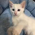 可愛い男の子の子猫