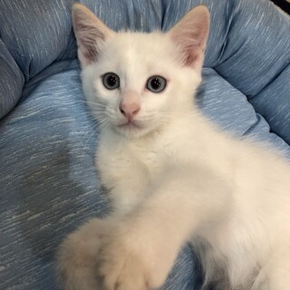 可愛い男の子の子猫