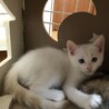 可愛い男の子の子猫 サムネイル2