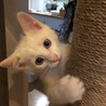 可愛い男の子の子猫 サムネイル3
