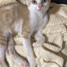 甘えん坊な男の子ラン君 サムネイル5