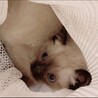 【2匹】シャムミックス&黒猫◉オス◉1号&2号くん サムネイル6