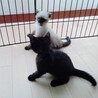 【2匹】シャムミックス&黒猫◉オス◉1号&2号くん サムネイル7