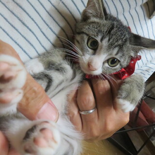 激かわ4兄妹・ひのきちゃん、医療しつけ済