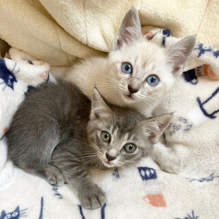 【7/17千葉譲渡会】可愛いめる(♀)＆るぽ(♂)