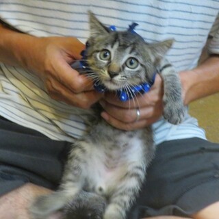 激かわ4兄妹・すぎくん、医療しつけ済