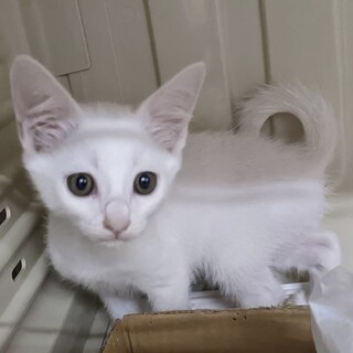 やんちゃな美形男子【白(はく)くん】