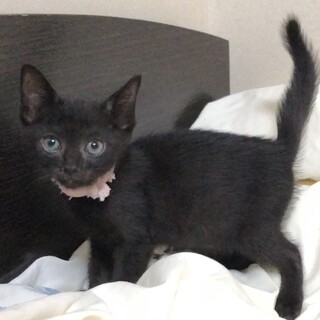 めちゃ元気な黒ノ助くん♂