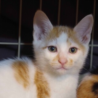 茶白2匹♂♂と三毛猫♀の3兄妹(2ヶ月)