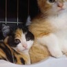 茶白2匹♂♂と三毛猫♀の3兄妹(2ヶ月) サムネイル2