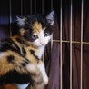 茶白2匹♂♂と三毛猫♀の3兄妹(2ヶ月) サムネイル6