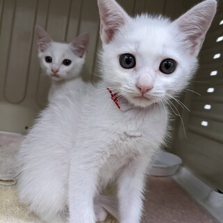 マイペースな美形男子【紅(こう)くん】