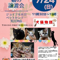 猫の譲渡会