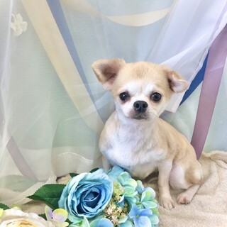 とってもビビリな女の子ピノちゃん