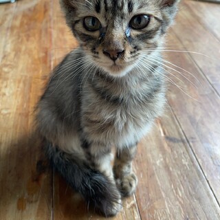 【急募】オスの子猫！どなたか飼える方いますか？