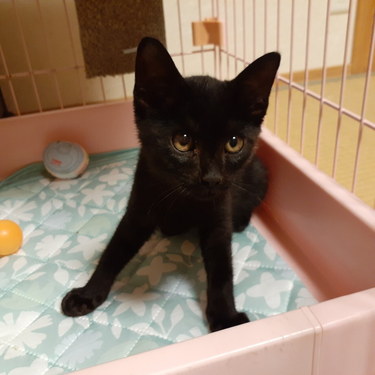 ゴロゴロさんで飼いやすい黒猫 兵庫県 猫の里親募集 ペットのおうち 月間利用者150万人