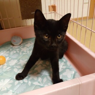 ゴロゴロさんで飼いやすい黒猫