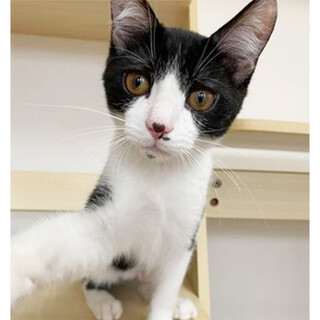  キュートなお目目がクリリン☆ 澪ちゃん