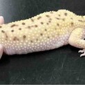 レオパ