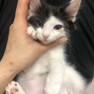 TNR中に保護しました。子猫3ヶ月。