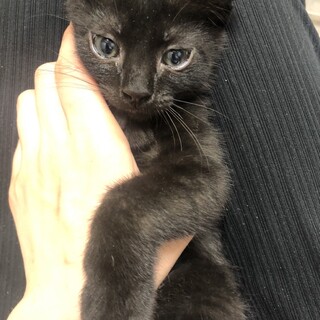 TNR中に保護。3ヶ月子猫。